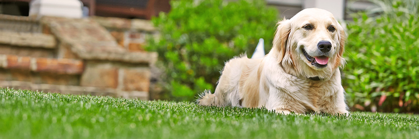 DogWatch of Nashville, Hendersonville, Tennessee | Thank You Footer Image Image