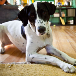 DogWatch of Nashville, Hendersonville, Tennessee | Indoor Pet Boundaries Contact Us Image