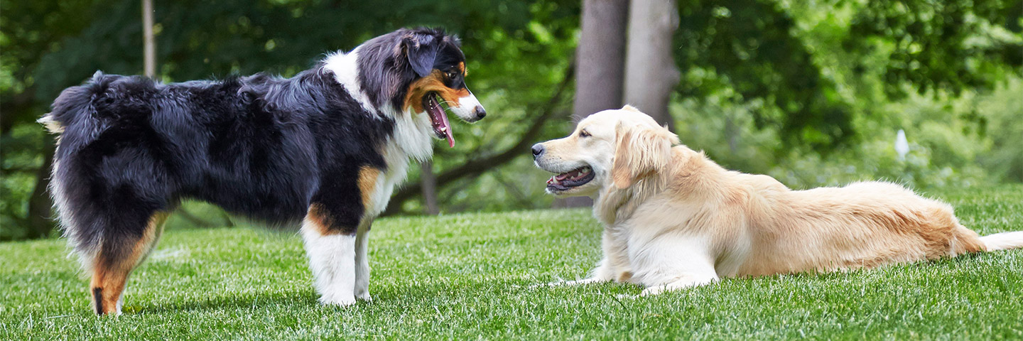 DogWatch of Nashville, Hendersonville, Tennessee | Outdoor Hidden Dog Fences Slider Image