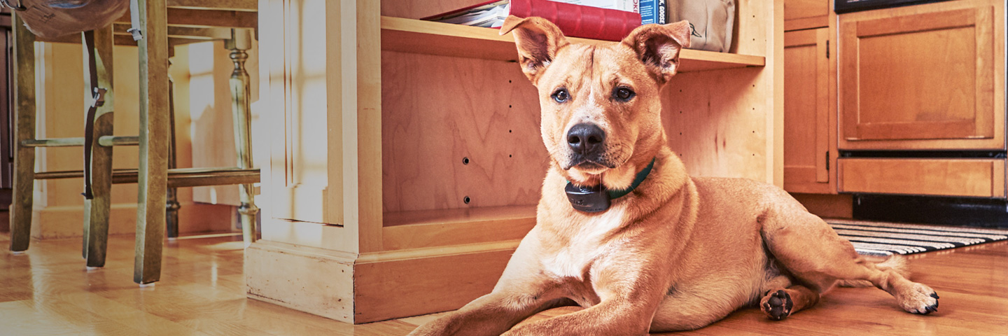 DogWatch of Nashville, Hendersonville, Tennessee | Indoor Pet Boundaries Slider Image