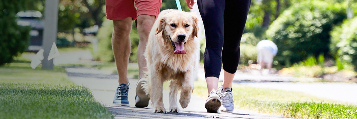 DogWatch of Nashville, Hendersonville, Tennessee | SideWalker Leash Trainer Slider Image